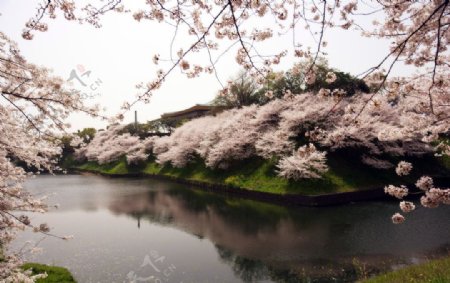 武道馆樱花图片