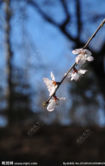 樱花图片