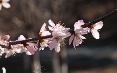 樱花图片