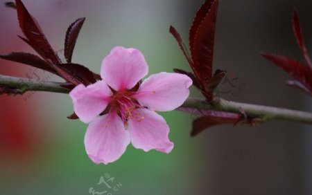 桃花图片