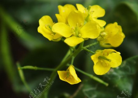 黄色花朵微距摄影图片
