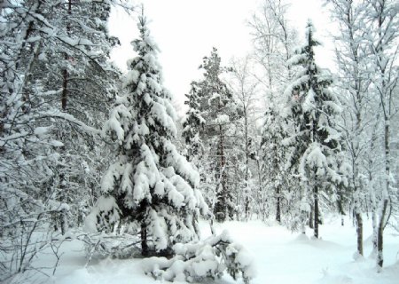 西伯利亚冬天图片