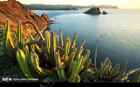 墨西哥Datil岛上的仙人掌图片