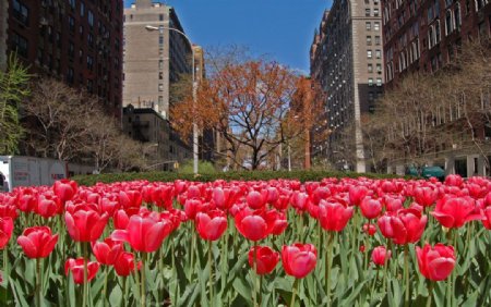 纽约街头郁金香花图片