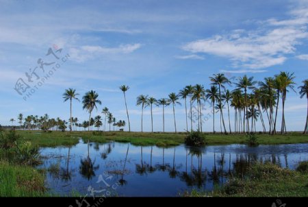 亚齐海岸椰林沼泽地1图片