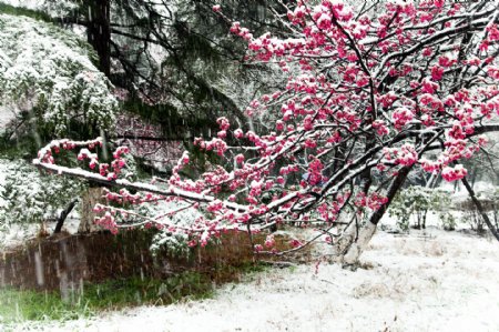 雪中红花图片