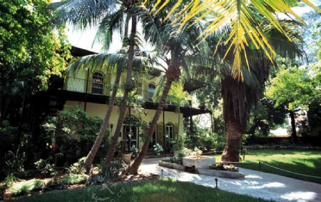 棕榈树围绕的别墅图片
