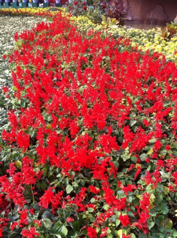 红色鲜花盆栽图片