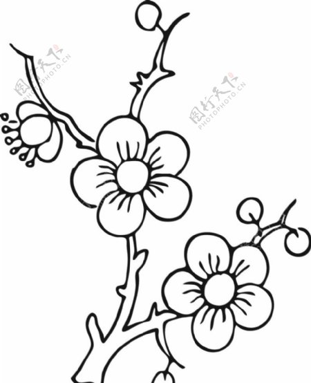 黑白线描花卉图片