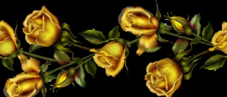 金色玫瑰花图片