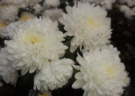 白色秋菊图片