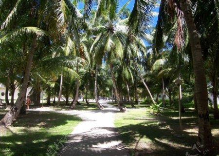 椰林小路图片