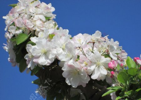 蓝天下的洁白梨花图片