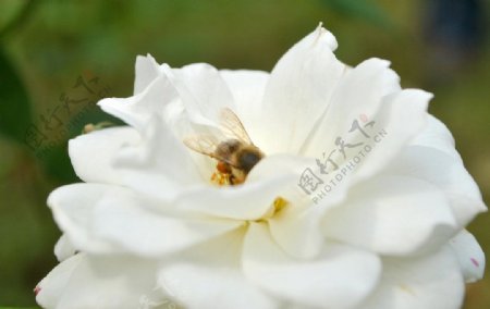 白色蔷薇图片
