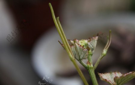 葡萄嫩芽图片