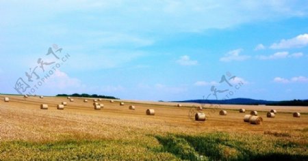 德国农场金黄色的麦浪图片