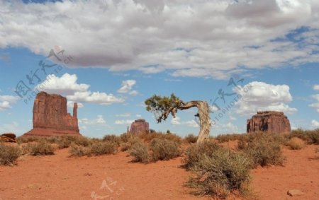 沙漠城堡怪树图片