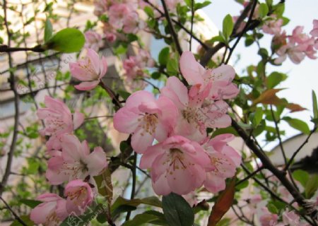 樱花海棠图片