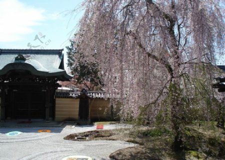 日本樱花2图片