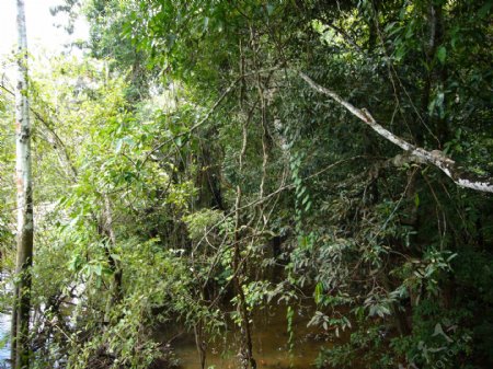 亚马逊河上的密林图片