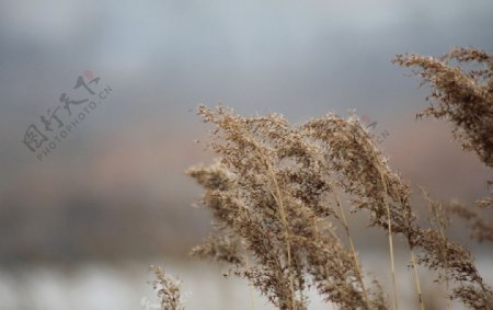 芦花图片