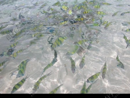 普吉岛沙滩的鱼图片