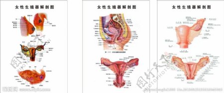女性生殖器解剖图图片