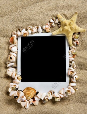 海星贝壳相片图片