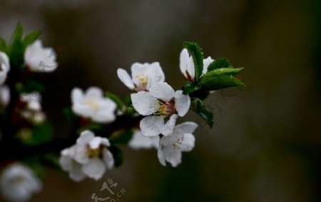 山杏花开图片