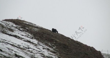 青藏高原的野牦牛图片