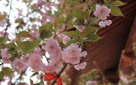 青龙寺樱花图片