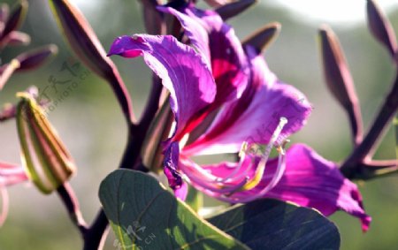 美丽的紫荆花图片