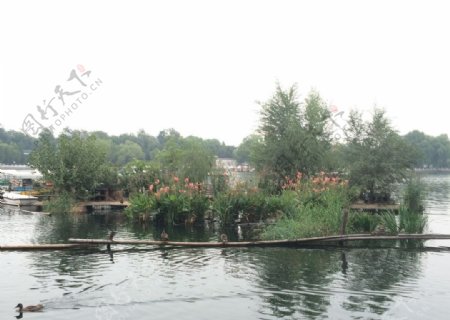 北京后海公园鸭子图片