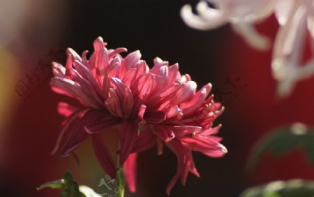 瘦西湖菊花图片