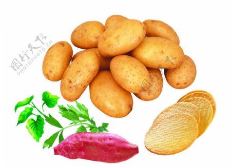 土豆地瓜图片