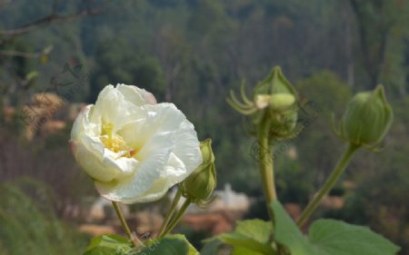 芙蓉花图片