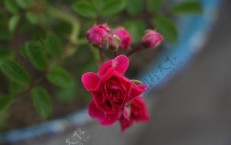 小蔷薇图片