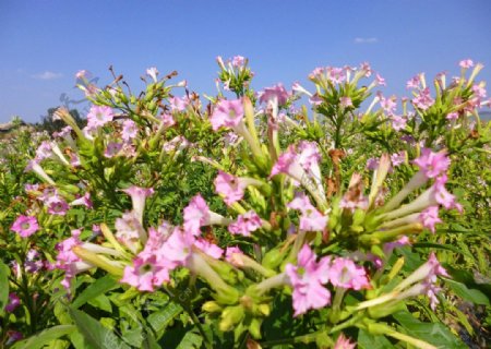 烟草花图片