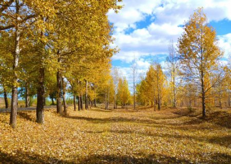 秋季风光图片