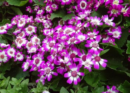紫花野菊素材图片