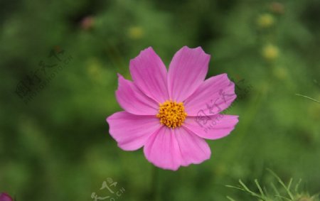 小花花朵紫花图片