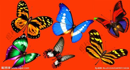 多样式蝴蝶图片