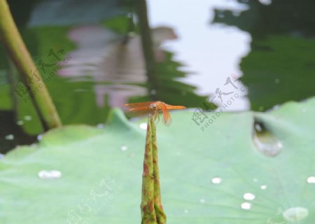 小荷蜻蜓图片