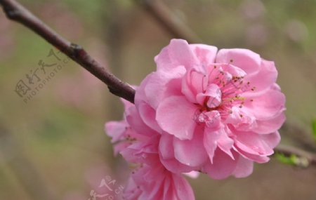 桃花图片