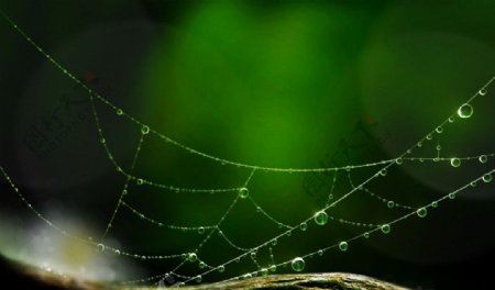 水珠蜘蛛网图片