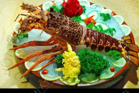 澳洲龙虾刺生图片