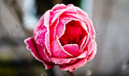 冰冻玫瑰图片