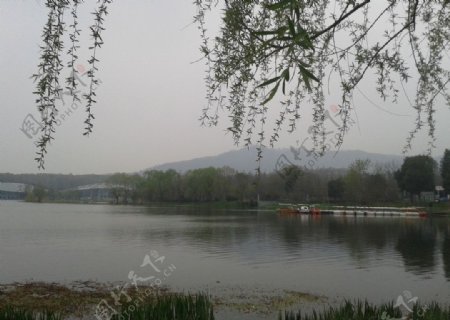 湖水玄武湖图片
