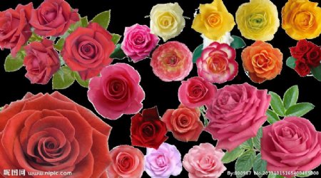 玫瑰花PSD分层素材图片