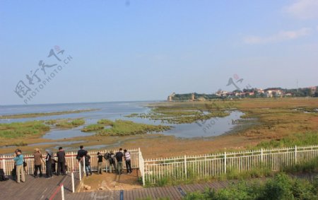 观鸟湿地图片